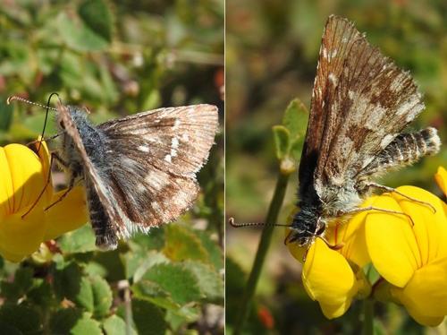 Pyrgus sp.